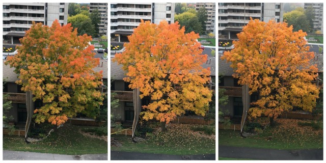 Tree Collage